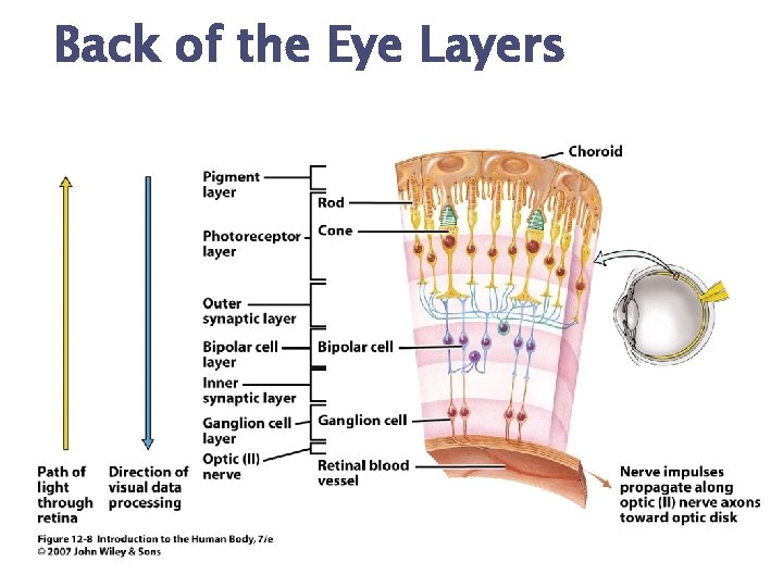 Back of the Eye Layers 