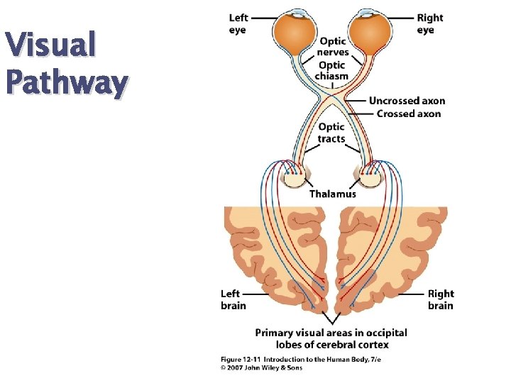 Visual Pathway 