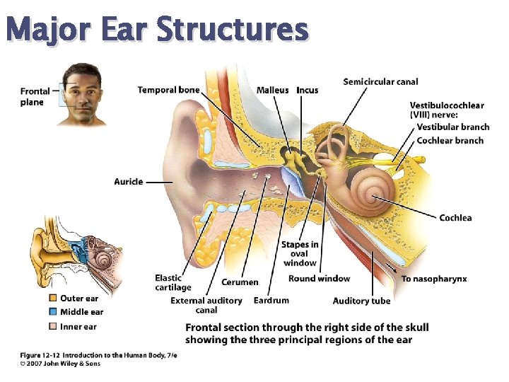 Major Ear Structures 