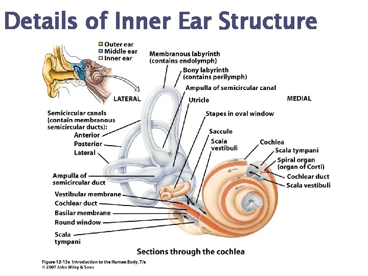 Details of Inner Ear Structure 