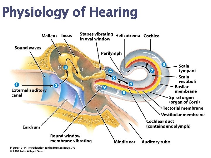 Physiology of Hearing 