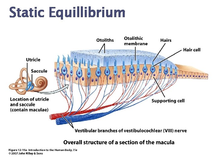 Static Equillibrium 