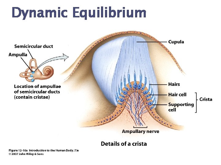 Dynamic Equilibrium 