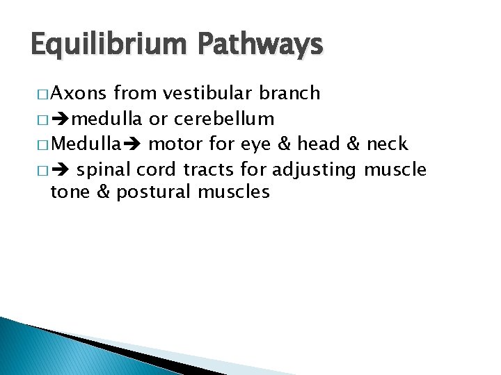 Equilibrium Pathways � Axons from vestibular branch � medulla or cerebellum � Medulla motor