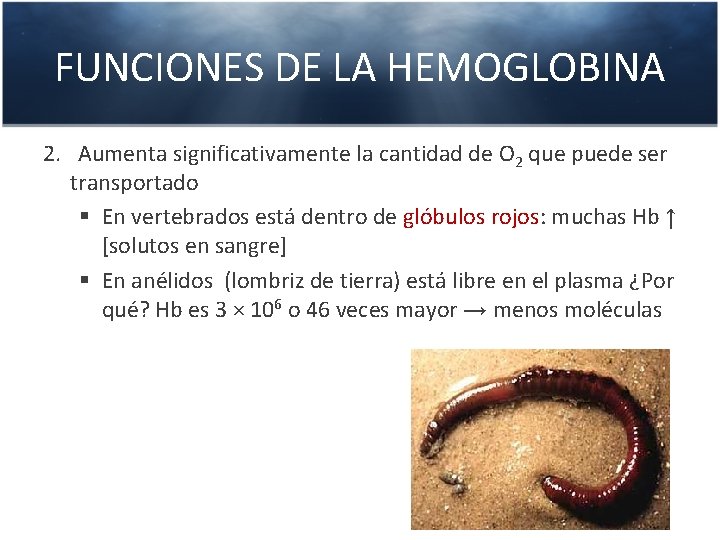 FUNCIONES DE LA HEMOGLOBINA 2. Aumenta significativamente la cantidad de O 2 que puede