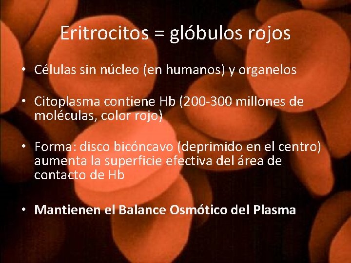 Eritrocitos = glóbulos rojos • Células sin núcleo (en humanos) y organelos • Citoplasma