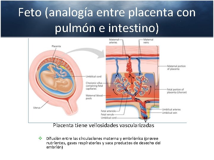 Feto (analogía entre placenta con pulmón e intestino) Placenta tiene vellosidades vascularizadas v Difusión