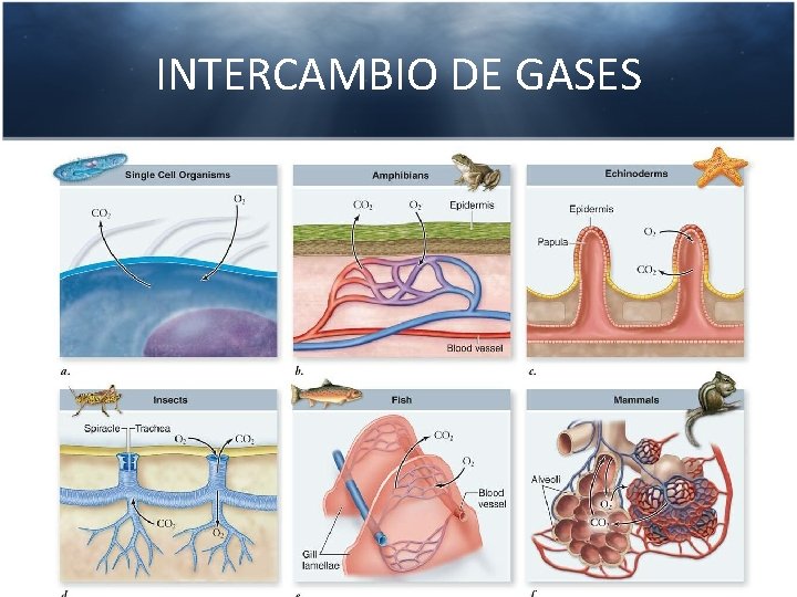 INTERCAMBIO DE GASES 