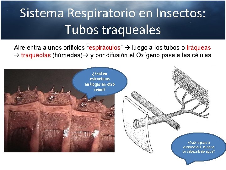 Sistema Respiratorio en Insectos: Tubos traqueales Aire entra a unos orificios “espiráculos” luego a