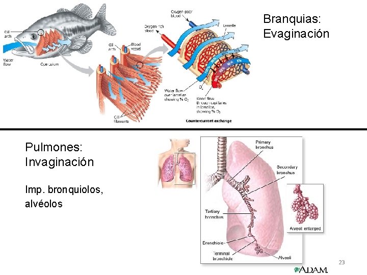 Branquias: Evaginación Pulmones: Invaginación Imp. bronquiolos, alvéolos 23 