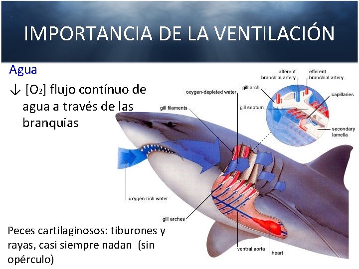 IMPORTANCIA DE LA VENTILACIÓN Agua ↓ [O 2] flujo contínuo de agua a través