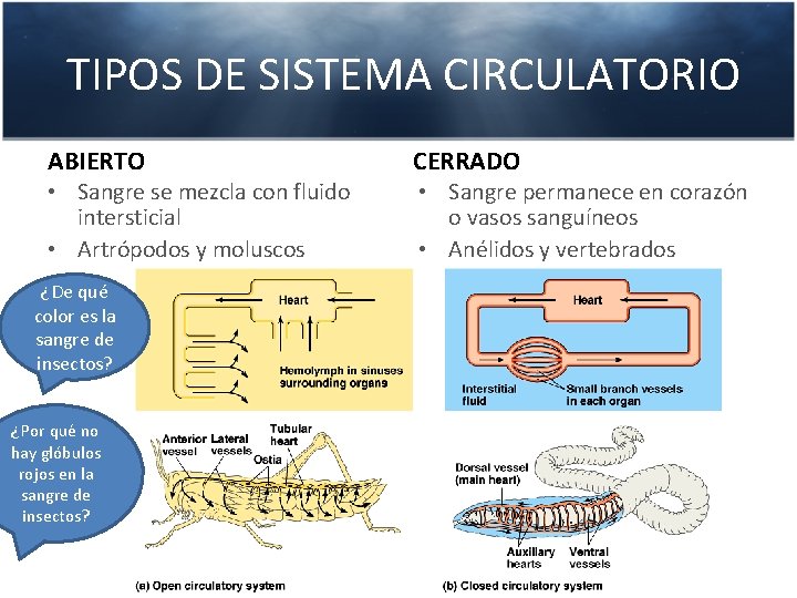 TIPOS DE SISTEMA CIRCULATORIO ABIERTO • Sangre se mezcla con fluido intersticial • Artrópodos