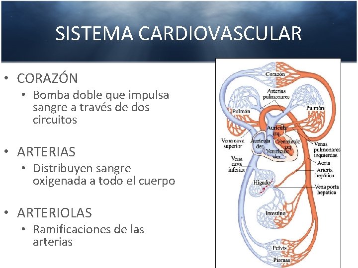 SISTEMA CARDIOVASCULAR • CORAZÓN • Bomba doble que impulsa sangre a través de dos