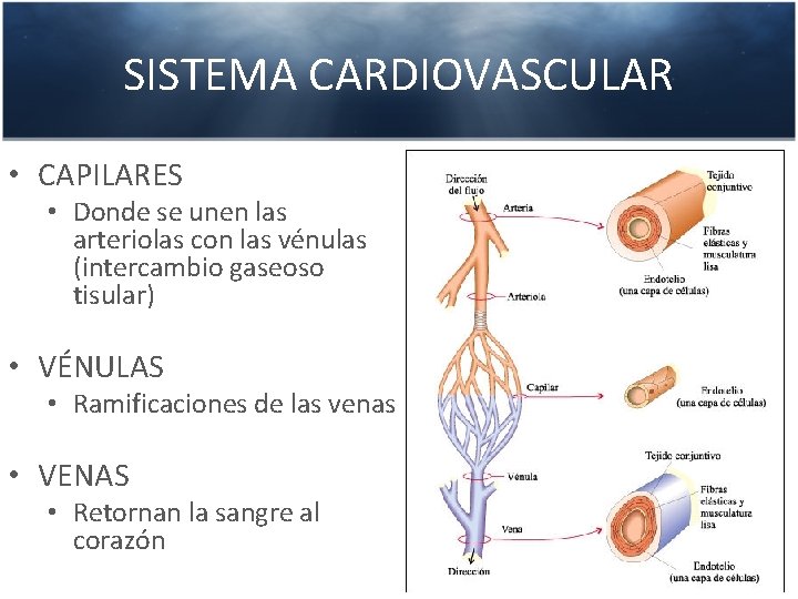 SISTEMA CARDIOVASCULAR • CAPILARES • Donde se unen las arteriolas con las vénulas (intercambio