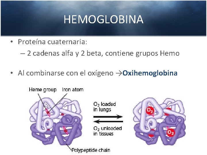 HEMOGLOBINA • Proteína cuaternaria: – 2 cadenas alfa y 2 beta, contiene grupos Hemo