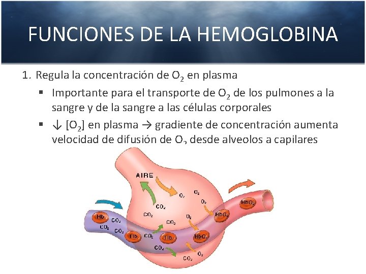 FUNCIONES DE LA HEMOGLOBINA 1. Regula la concentración de O 2 en plasma §