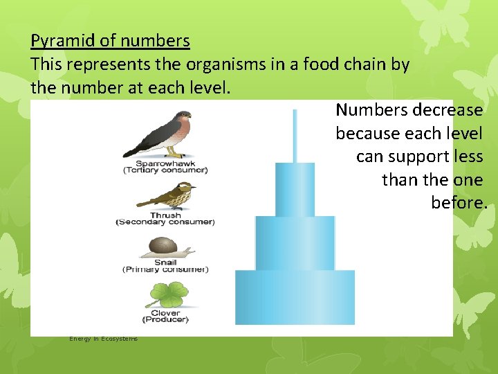 Pyramid of numbers This represents the organisms in a food chain by the number