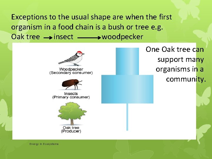 Exceptions to the usual shape are when the first organism in a food chain