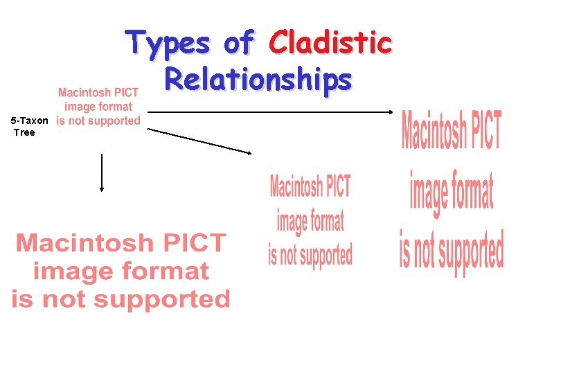 Types of Cladistic Relationships 5 -Taxon Tree 