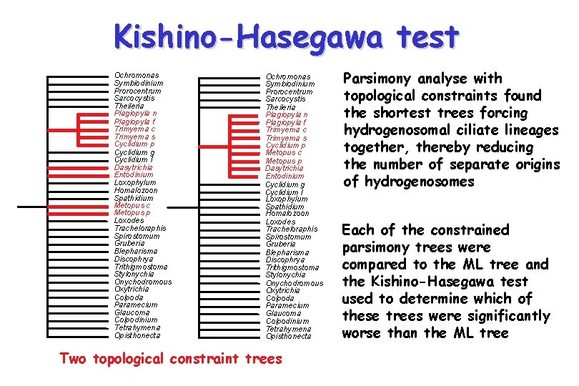 Kishino-Hasegawa test Ochromonas Symbiodinium Prorocentrum Sarcocystis Theileria Plagiopyla n Plagiopyla f Trimyema c Trimyema