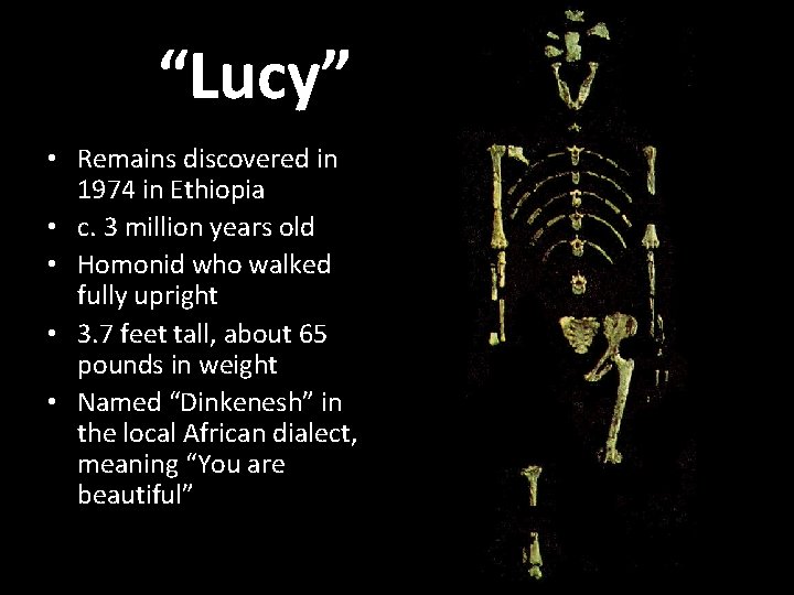 “Lucy” • Remains discovered in 1974 in Ethiopia • c. 3 million years old