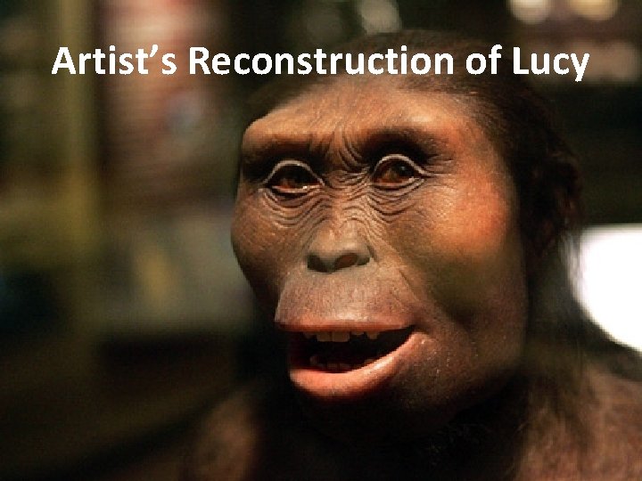 Artist’s Reconstruction of Lucy 