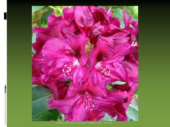 http: //images. mooseyscountrygarden. com/mooseys-garden-tour/middle-garden/magenta-rhododendron. jpg 