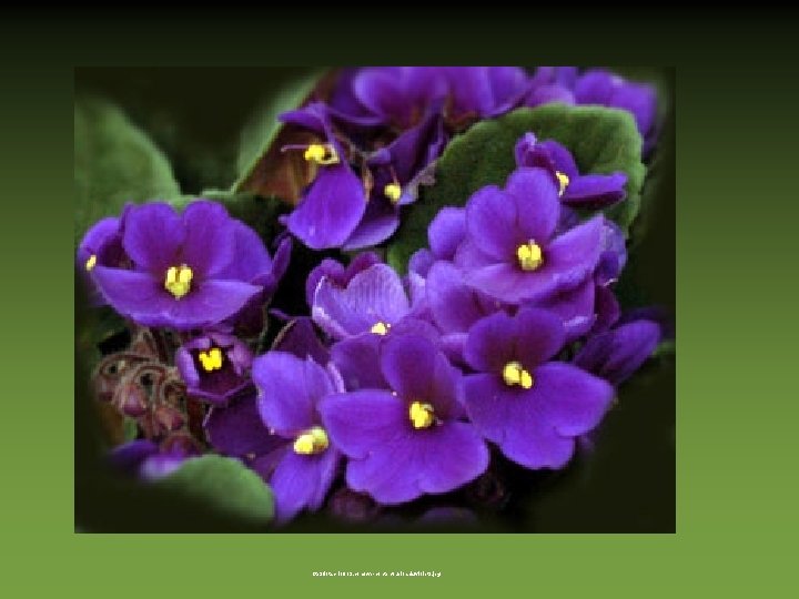 http: //iotachi 1913. com/wp-content/uploads/violet 1. jpg 