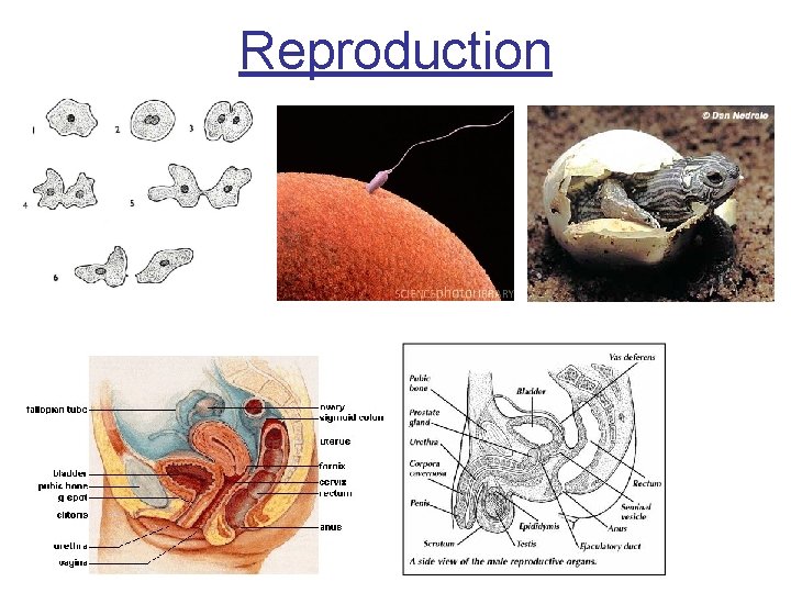 Reproduction 