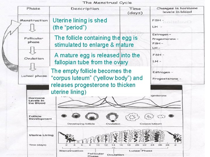 Uterine lining is shed (the “period”) The follicle containing the egg is stimulated to