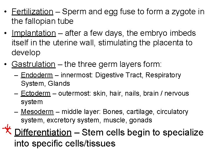  • Fertilization – Sperm and egg fuse to form a zygote in the