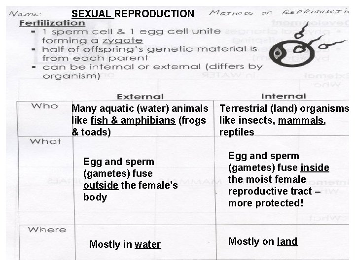 SEXUAL REPRODUCTION Many aquatic (water) animals like fish & amphibians (frogs & toads) Egg