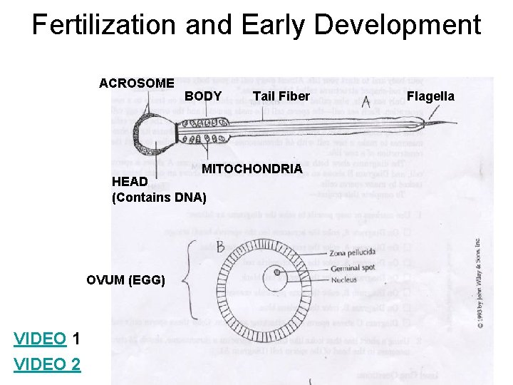 Fertilization and Early Development ACROSOME BODY Tail Fiber MITOCHONDRIA HEAD (Contains DNA) OVUM (EGG)