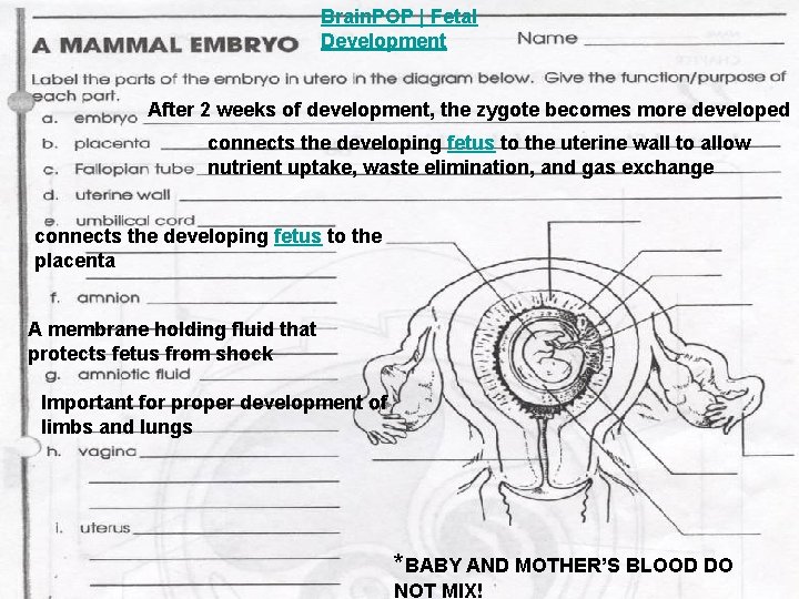 Brain. POP | Fetal Development After 2 weeks of development, the zygote becomes more