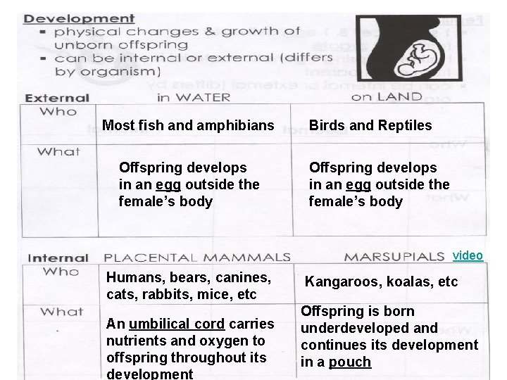 Most fish and amphibians Offspring develops in an egg outside the female’s body Birds