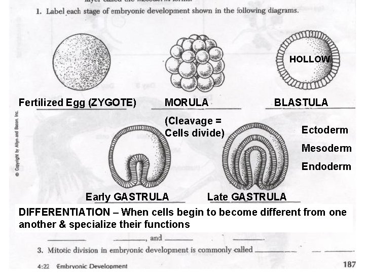 HOLLOW Fertilized Egg (ZYGOTE) MORULA (Cleavage = Cells divide) BLASTULA Ectoderm Mesoderm Endoderm Early