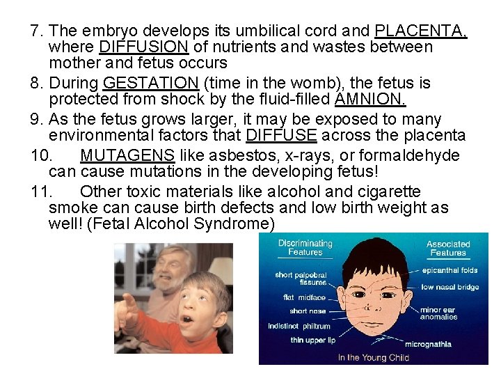 7. The embryo develops its umbilical cord and PLACENTA, where DIFFUSION of nutrients and