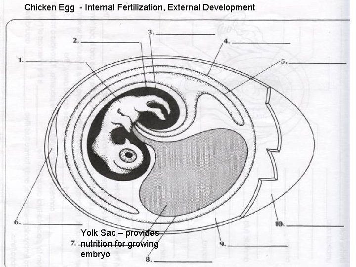 Chicken Egg - Internal Fertilization, External Development Yolk Sac – provides nutrition for growing