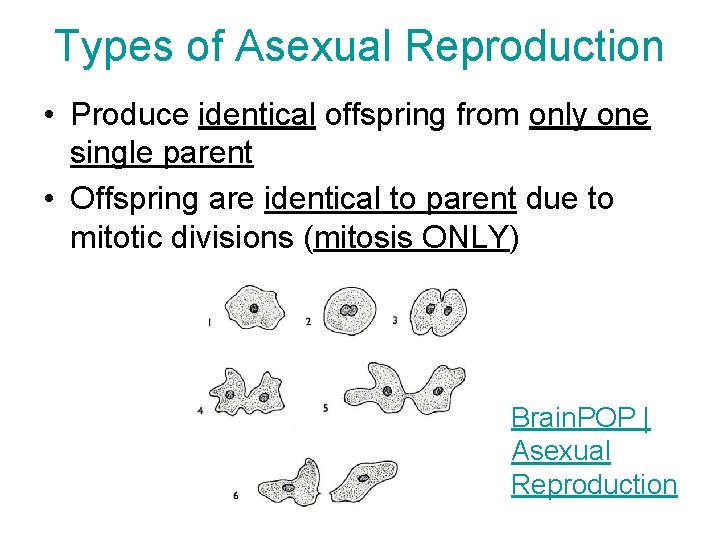 Types of Asexual Reproduction • Produce identical offspring from only one single parent •