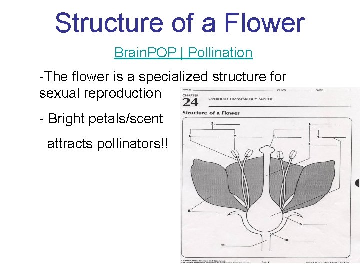 Structure of a Flower Brain. POP | Pollination -The flower is a specialized structure
