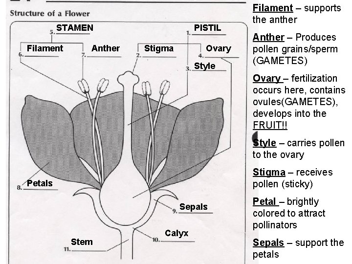 STAMEN Filament Anther PISTIL Stigma Ovary Style Filament – supports the anther Anther –