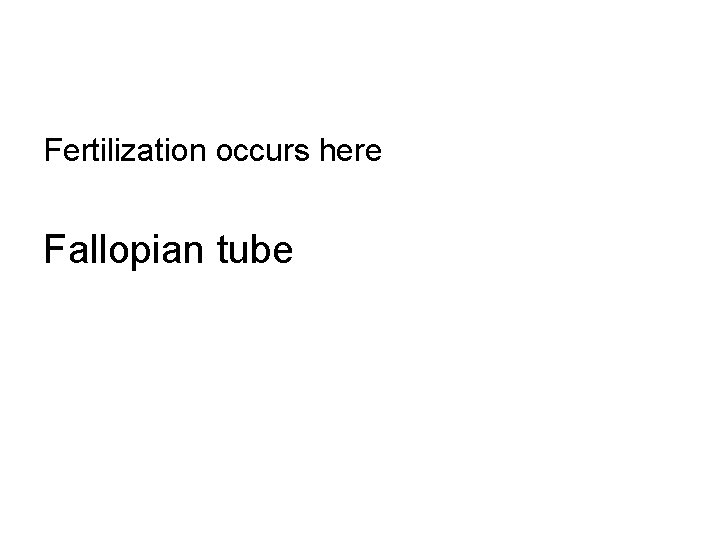 Fertilization occurs here Fallopian tube 