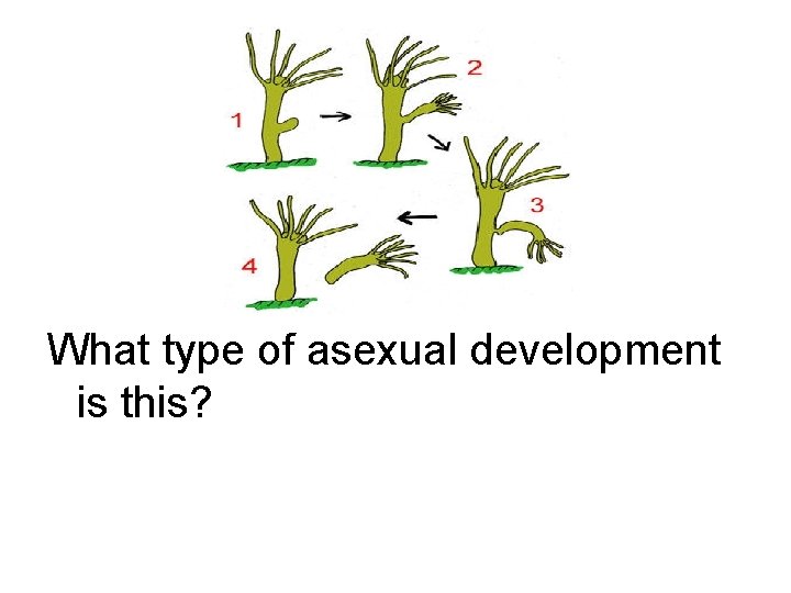What type of asexual development is this? 