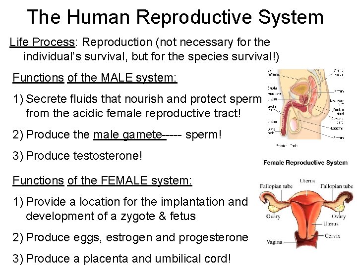 The Human Reproductive System Life Process: Reproduction (not necessary for the individual’s survival, but