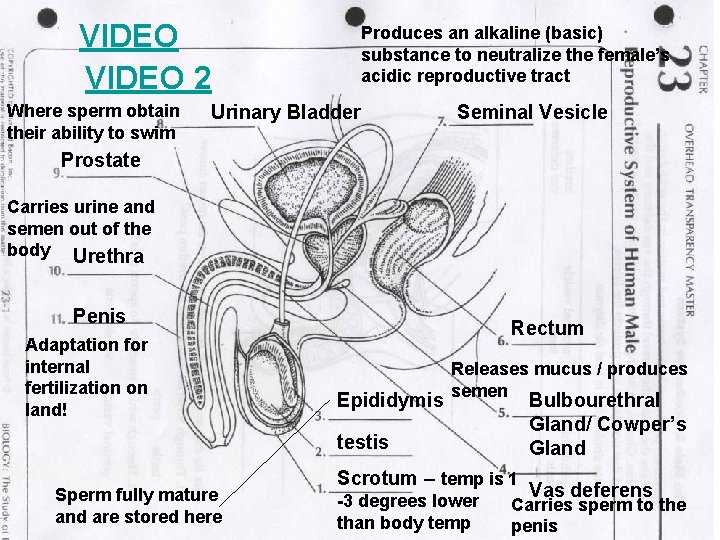 VIDEO 2 Where sperm obtain their ability to swim Produces an alkaline (basic) substance