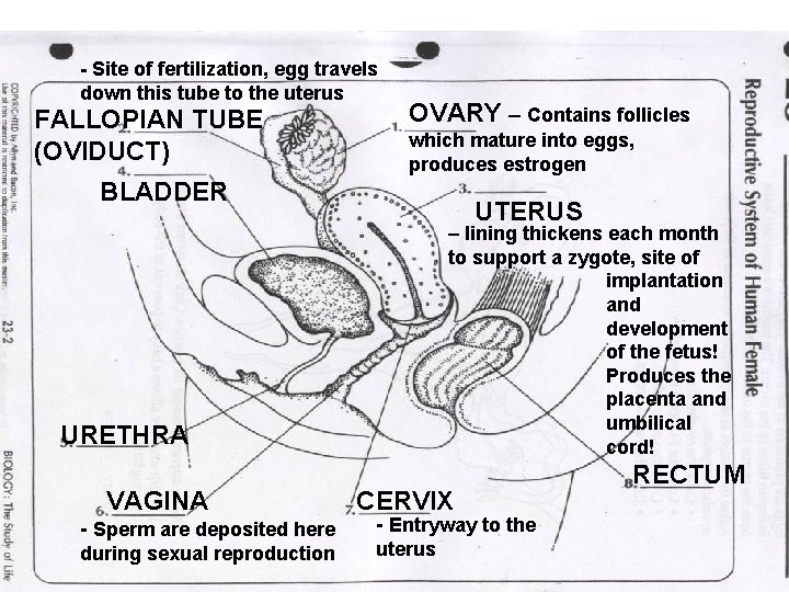 - Site of fertilization, egg travels down this tube to the uterus FALLOPIAN TUBE