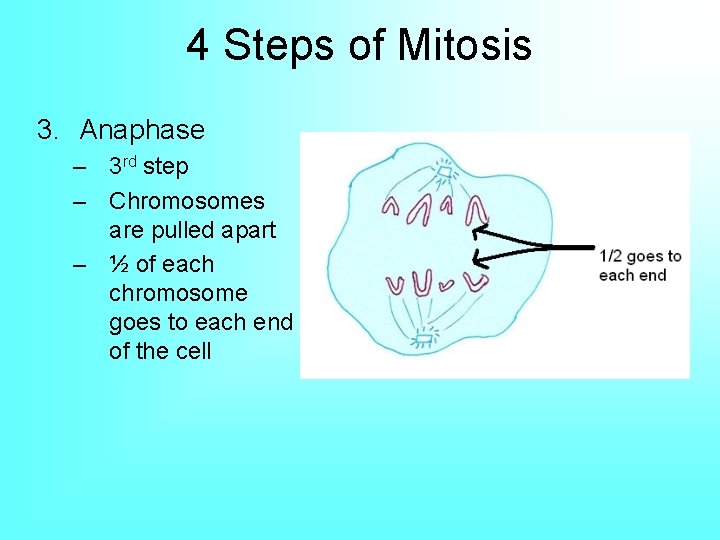 4 Steps of Mitosis 3. Anaphase – 3 rd step – Chromosomes are pulled