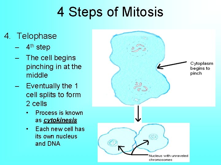 4 Steps of Mitosis 4. Telophase – 4 th step – The cell begins