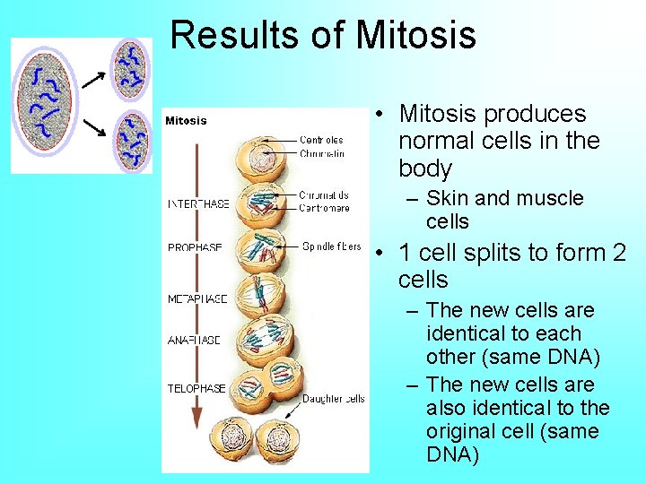 Results of Mitosis • Mitosis produces normal cells in the body – Skin and