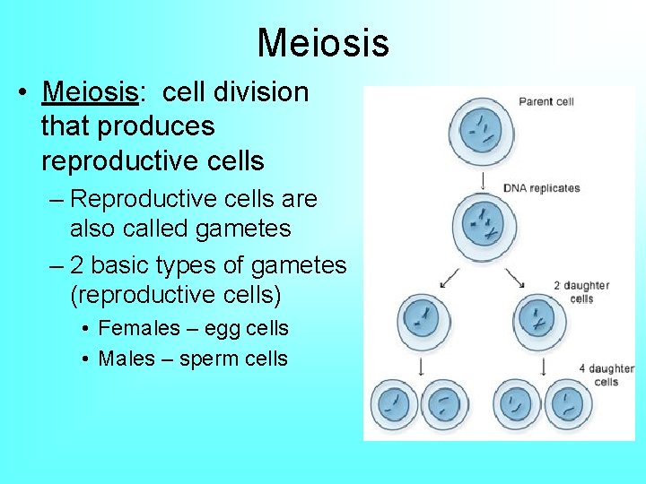 Meiosis • Meiosis: cell division that produces reproductive cells – Reproductive cells are also